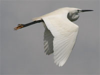 Aigrette garzette