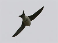 Hirondelle de fenĂŞtre