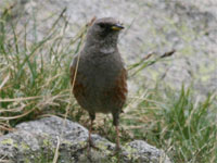 Accenteur alpin