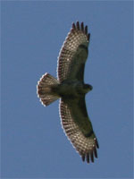 Buse variable