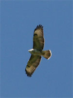 Buse variable