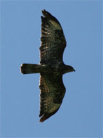 Buse variable