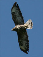 Buse variable