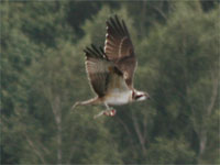 Balbuzard pêcheur