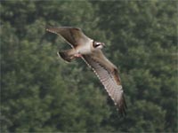 Balbuzard pêcheur