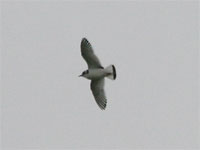 Mouette pygmée