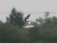 Mouette pygmée