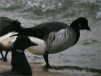 Bernache à ventre clair *