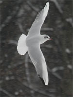 Mouette rieuse