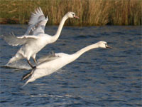 Cygne tuberculé