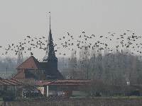 Courlis cendré