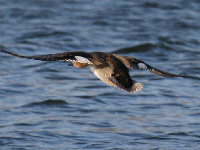 Canard chipeau