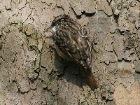 Grimpereau des jardins