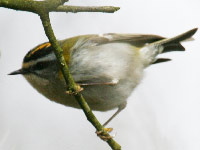 Roitelet à triple bandeau