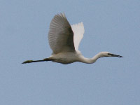 Aigrette garzette