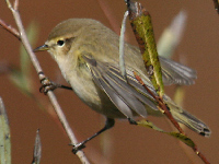 Pouillot véloce