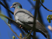 Pigeon colombin