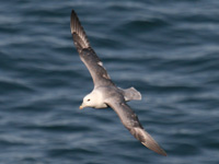 Fulmar boréal