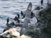 Fulmar boréal