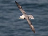 Fulmar boréal