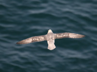 Fulmar boréal