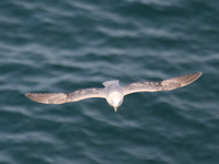 Fulmar boréal