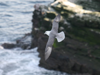 Fulmar boréal