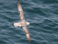 Fulmar boréal