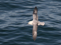 Fulmar boréal