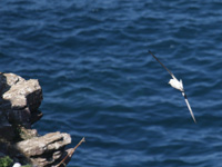 Fulmar boréal