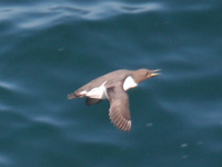 Guillemot de TroĂŻl