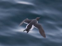 Guillemot de TroĂŻl