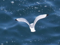 Mouette tridactyle