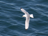 Mouette tridactyle