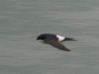 Hirondelle de fenĂŞtre