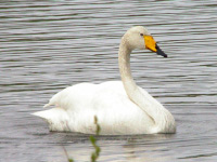 Cygne chanteur