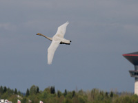 Cygne chanteur