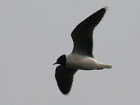 Mouette pygmée