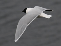 Mouette pygmée