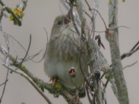 Locustelle fluviatile