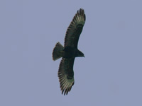 Buse variable