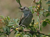 Locustelle tachetée