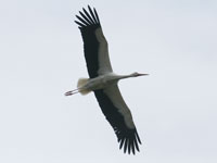 Cigogne blanche