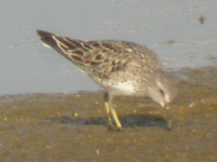 Bécasseau de Bonaparte