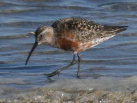 Bécasseau cocorli