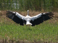 Cigogne blanche