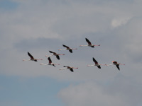 Flamant rose