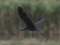 Ibis falcinelle