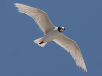 Mouette mélanocéphale