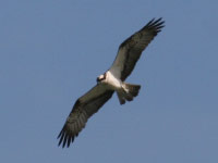 Balbuzard pêcheur